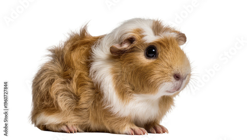 Canvastavla Fluffy brown and white guinea pig with long fur attentively gazing forward, isol