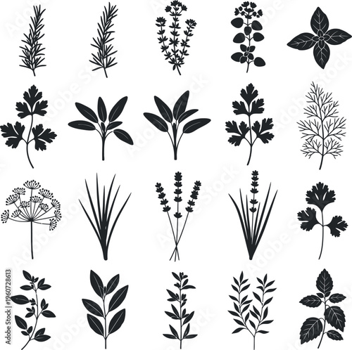 Culinary herbs set black silhouette on white