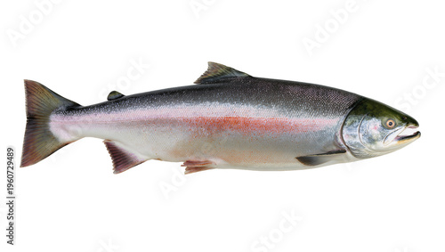 Canvas Print Vibrant silver salmon fish with pink lateral stripe and dark green dorsal fin, i