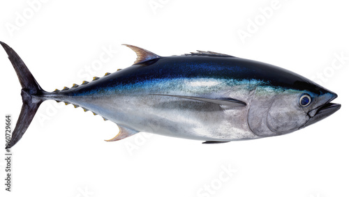 Φωτογραφία Large silvery bluefin tuna fish with dark dorsal fin and yellow tail, isolated o
