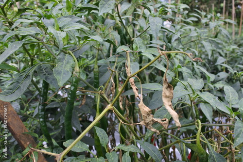 Photos Curly chili plants are attacked by Fusarium wilt, which can be seen from the symptoms of the tips of the stems wilting and bending downwards, and it attacks during the generative phase