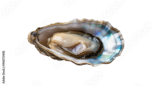 Canvas-taulu Iridescent open oyster shell with pearlescent interior displaying a delicate fle