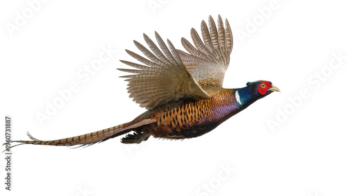 Tableau sur toile Magnificent male Common Pheasant in mid-flight displaying vibrant plumage and lo