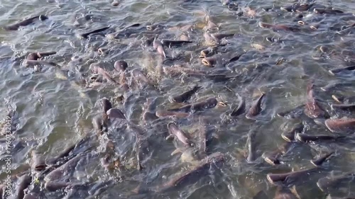 LocalThai central business. Pangasius fish are highly profitable in central Thailand. Pangasius fish are highly profitable in central Thailand. animal, work, bait, fish farm, hypophthalmus