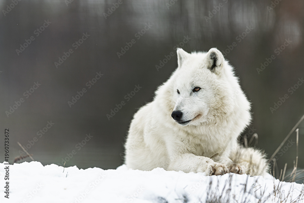 Fototapeta premium White Wolf Canis lupus resting on snow with calm winter expression