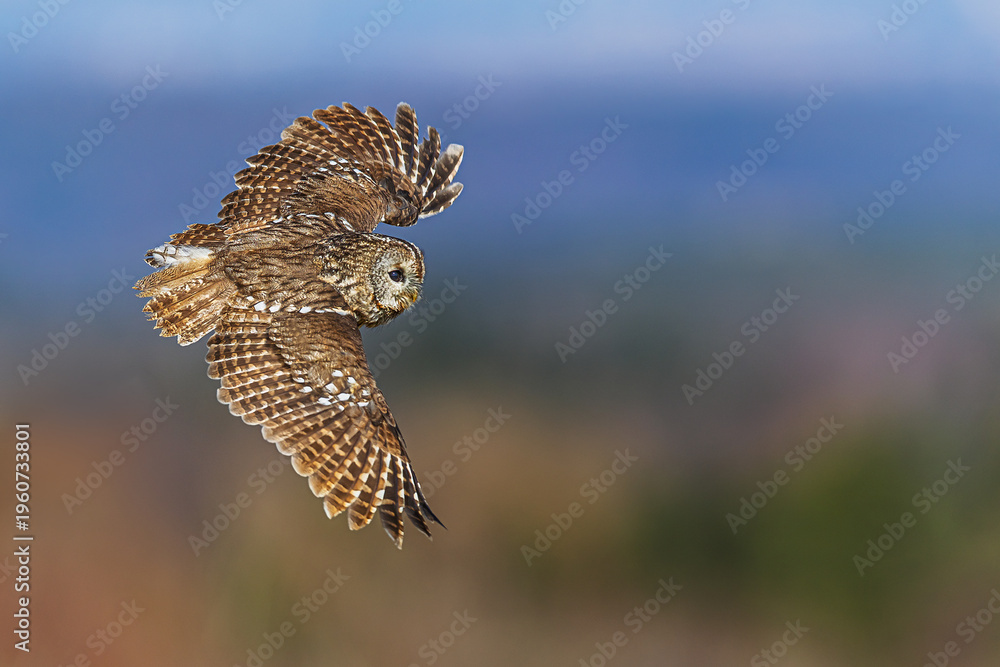 Fototapeta premium Tawny Owl Strix aluco flying against soft blue and brown background