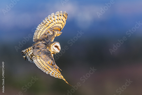 Cuadro en lienzo Barn Owl Tyto alba flying against soft blue and brown background