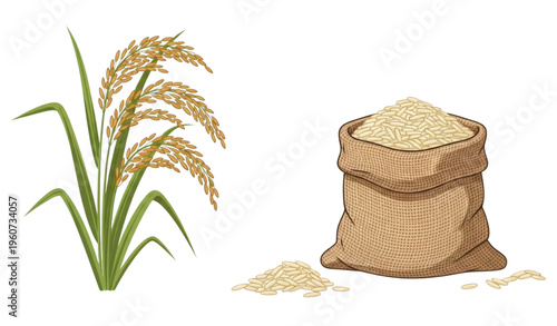 A vector illustration of a burlap sack filled with rice grains next to a rice plant