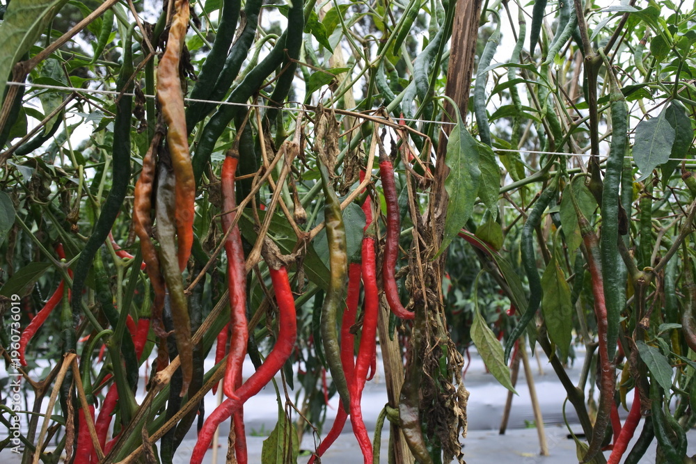 Fotografie late blight phytophthora on chili stem
