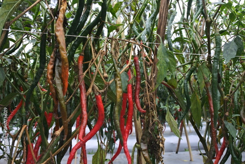 Принти на полотні late blight phytophthora on chili stem