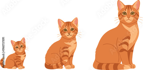 Orange Tabby Cat Growth Stages Set with Kitten to Adult Development Realistic Pet Animal Vector Collection Isolated on White Background