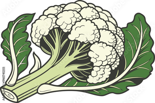 Fresh Cauliflower Vegetable Healthy Food. Organic Cauliflower Farm Fresh Produce. Whole Cauliflower Natural Food Ingredient. Cauliflower Head Isolated Food Item. Green Leaf Cauliflower Vegetable art