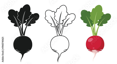 Radish variations displayed as color outline and dark silhouette