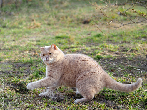 A beautiful British shorthair cat in an aggressive pose against a lawn.