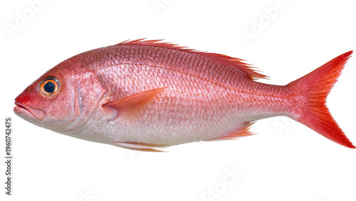 Fotografija Vibrant red snapper fish with shimmering scales and a pronounced dorsal fin, iso