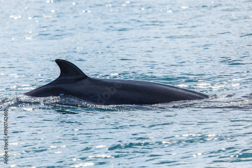 Husavik, Iceland. The dorsal fin of a minke whale.