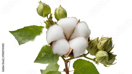 Fotografie Fluffy cotton boll with unopened green buds and vibrant leaves, isolated on tran