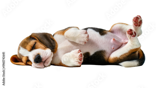 Картината върху платно Sleeping tri-color beagle puppy curled up in a relaxed pose paws tucked, isolate
