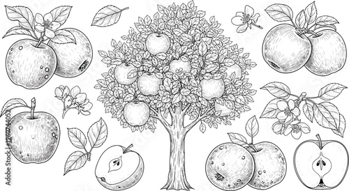 Hand drawn apple tree and fruit set. Apples with leaves, blossoms and whole fruits in vintage engraving style. Detailed monochrome orchard illustration for natural food design.