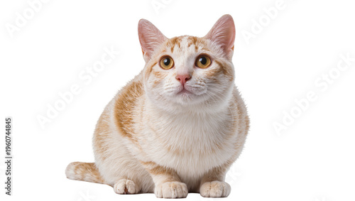 Fotografía Fluffy ginger tabby cat sitting attentively with large golden eyes displaying so