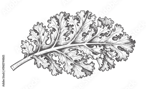 Black and white etching of a kale leaf with intricate veins and ruffled edges