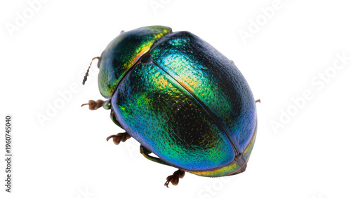 Tableau sur toile Iridescent metallic green scarab beetle with textured carapace and delicate ante