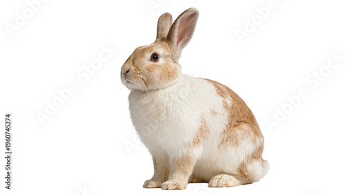 Fotografia Brown and white spotted domestic rabbit sitting attentively gazing forward with