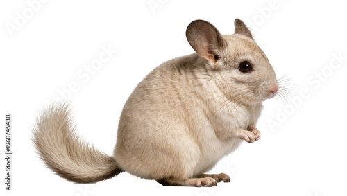 фотографія Fluffy beige chinchilla sitting attentively with a long bushy tail displaying so
