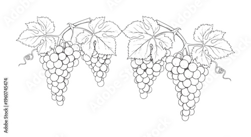 Two bunches of white grapes with leaves and tendrils