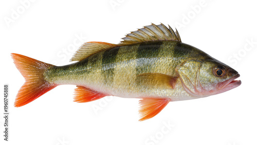 Fotografie Vibrant yellow perch fish with orange fins and green speckled scales, gracefully