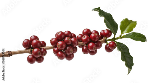 Photos Ripe dark-red coffee cherries densely clustered along a slender woody branch sho
