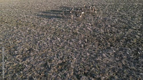 watching a deer running across a plowing field. flying over animals means stress and expenditure of energy which is lacking in winter, run, group, flock