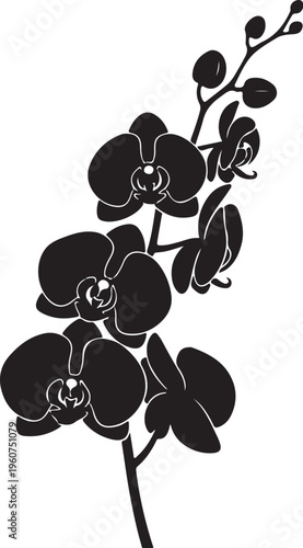 Black orchid flower, orchid silhouette, floral vector, white background