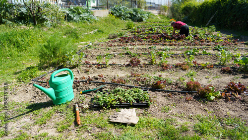 Canvastavla Growing organic vegetables in a sustainable urban garden
