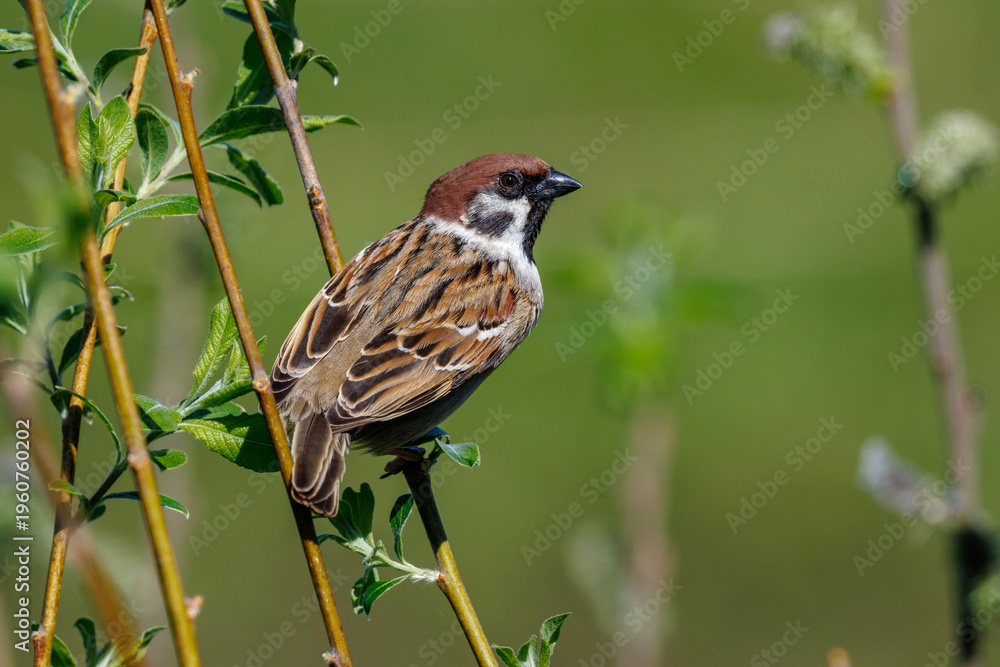Fototapeta premium Feldsperling (Passer montanus)