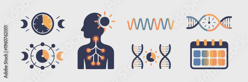 Sleep-wake cycle and DNA clock icons – Suitable for health tech UI.