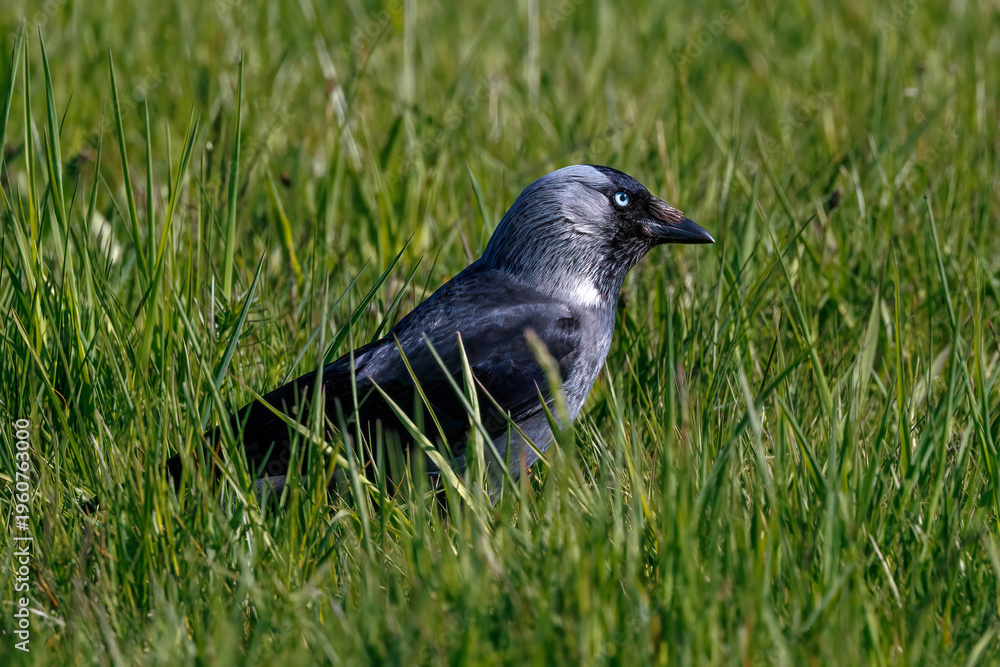 Fototapeta premium Dohle (Corvus monedula)