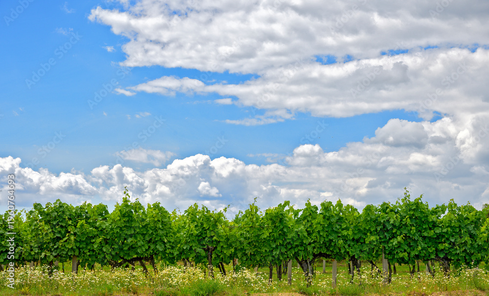 Fototapeta premium blue sky with clouds above a row of green grapevines in the region forestquarter, Austria