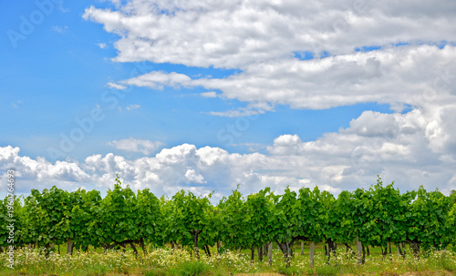 blue sky with clouds above a row of green grapevines in the region forestquarter, Austria