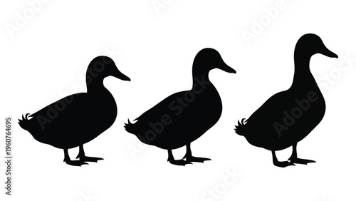 Three ducks in silhouette appearing to walk in a linear arrangement
