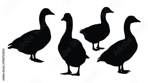 Silhouettes of four geese in various poses against a white background
