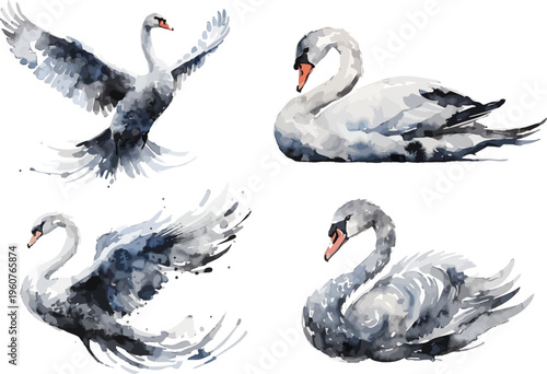 set of Watercolor Swan Illustration, Elegant Bird Clipart, vector isolated on white background