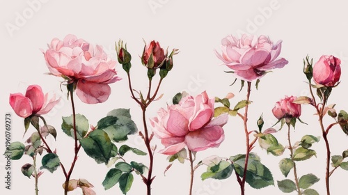Delicate pink roses blooming with green foliage floral botanical