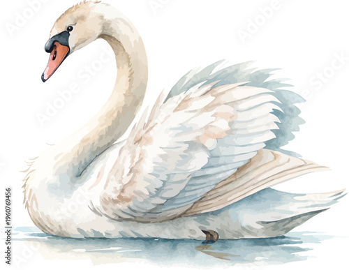 Watercolor Swan, Elegant Bird Clipart, illustration isolated on white background