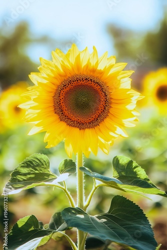 Vibrant Sunny Meadow with Giant Flowers in Glorious Blossom Under the Warm Summer Sun s Glow