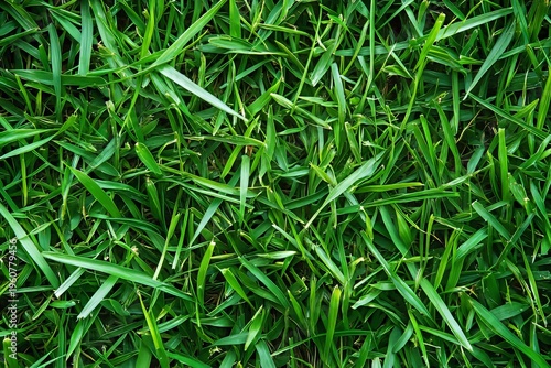 Lush Green Grass Blades in Close-Up View, Vibrant Nature Background with Fresh Plant Life Texture