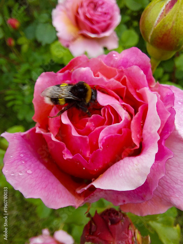 Bumblebee sits on a pink rose