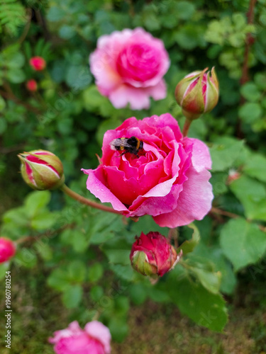 A bumblebee sits on a pink rose with buds
