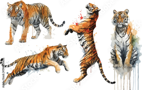 set of Watercolor Tiger Clipart, Hand-Painted Jungle Animal, vector illustration isolated on white background