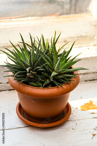 Green zebra succulent houseplant on rustic window background